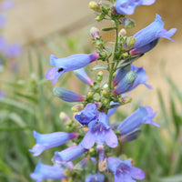 Penstemon Heterophyllus Flower seeds for Planting Wildflower Mix Heirloom & GMO Free Seeds for Home Garden