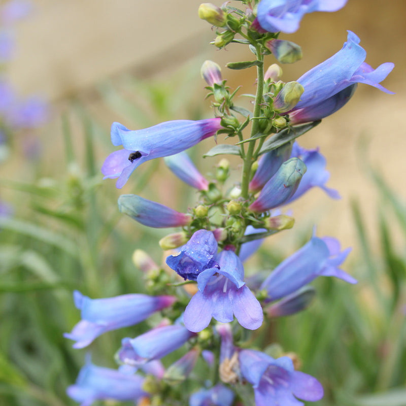 Penstemon Heterophyllus Flower seeds for Planting Wildflower Mix Heirloom & GMO Free Seeds for Home Garden