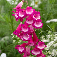 Pink Penstemon Flower seeds for Planting - Low Maintenance, Heirloom & GMO Free Seeds for Home Garden
