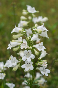 White Penstemon Flower seeds for Planting - Easy to Grow, Heirloom & GMO Free Seeds for Home Garden