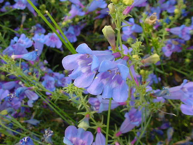 Penstemon Heterophyllus Flower seeds for Planting Wildflower Mix Heirloom & GMO Free Seeds for Home Garden