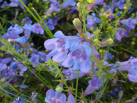 Penstemon Heterophyllus Flower seeds for Planting Wildflower Mix Heirloom & GMO Free Seeds for Home Garden