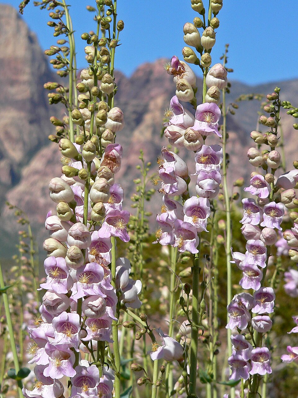Pink Palmers Penstemon Seeds for Planting  Vibrant Perennial Flower Seeds for Your Garden