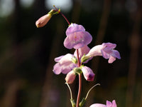 Penstemon Grandiflorus Flower seeds for Planting, Compact Growth Heirloom & GMO Free Seeds for Home Garden