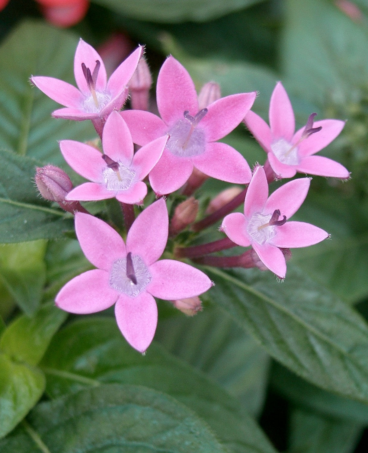 Pentas Lanceolata Seeds for Planting  Attract Butterflies with Stunning Blooms
