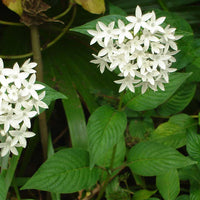 White Pentas Starla Flower seeds for Planting - Wildflower Mix, Heirloom & GMO Free Seeds for Home Garden
