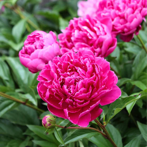 Pink Paeonia Lactiflora Flower seeds for Planting Hardy Variety Heirloom & GMO Free Seeds for Home Garden
 
 Sale
