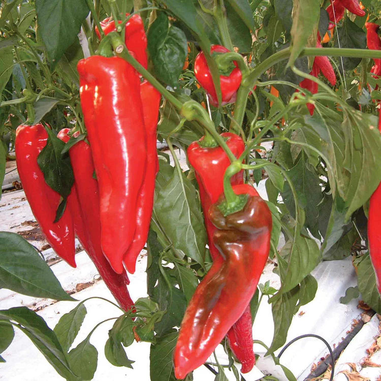 Kalocsa Red Vegetable Seeds for Planting