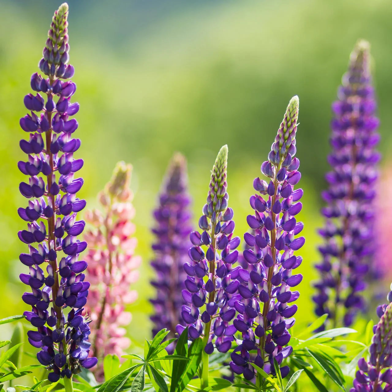 Lupin Pixie Flower seeds for Planting Fragrant Blossoms Heirloom & GMO Free Seeds for Home Garden