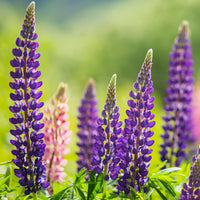 Lupin Pixie Flower seeds for Planting Fragrant Blossoms Heirloom & GMO Free Seeds for Home Garden