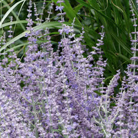Russian Sage Flower seeds for Planting - Seasonal Bloomer, Heirloom & GMO Free Seeds for Home Garden