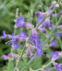 Russian Sage Flower seeds for Planting - Seasonal Bloomer, Heirloom & GMO Free Seeds for Home Garden