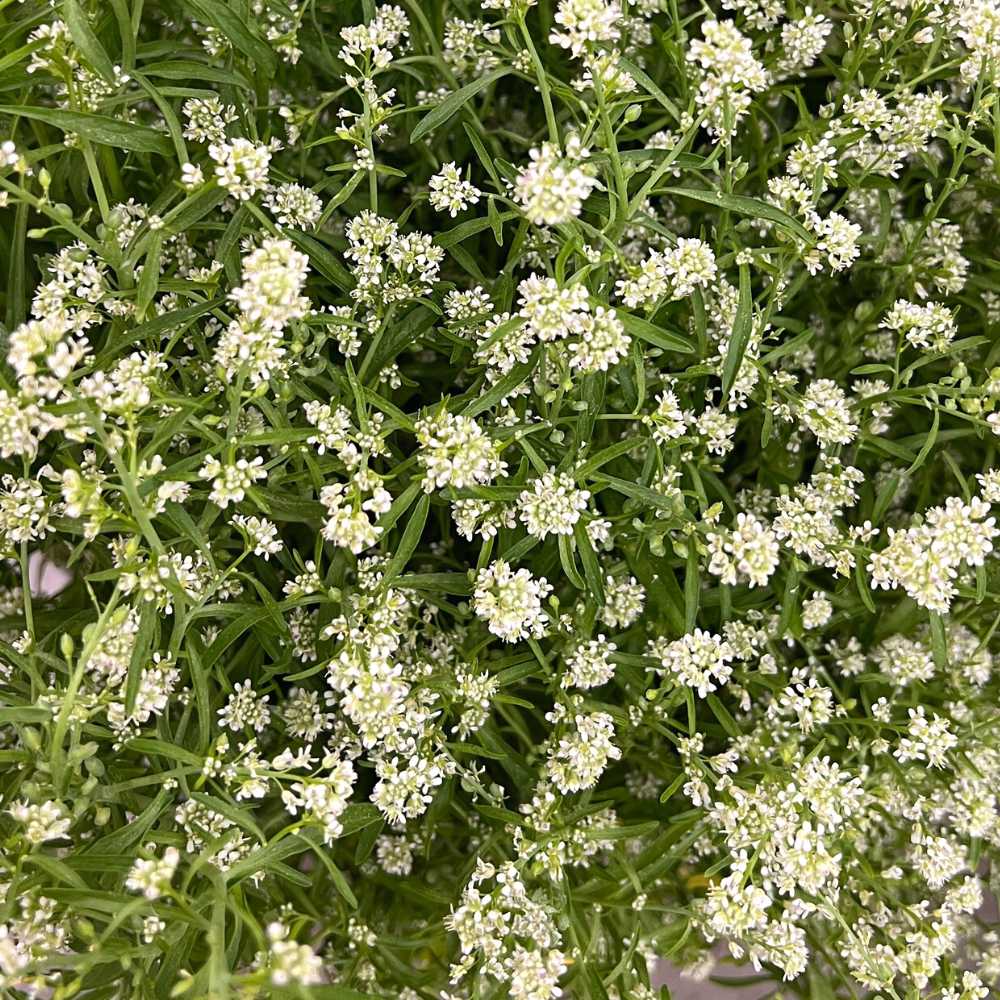Cress Flower seeds for Planting Compact Growth Heirloom & GMO Free Seeds for Home Garden 
 
 Sale
