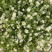 Cress Flower seeds for Planting Compact Growth Heirloom & GMO Free Seeds for Home Garden 
 
 Sale