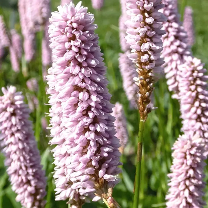 Pink Polygonum Bistorta Flower seeds for Planting - Bright Blooms, Heirloom & GMO Free Seeds for Home Garden