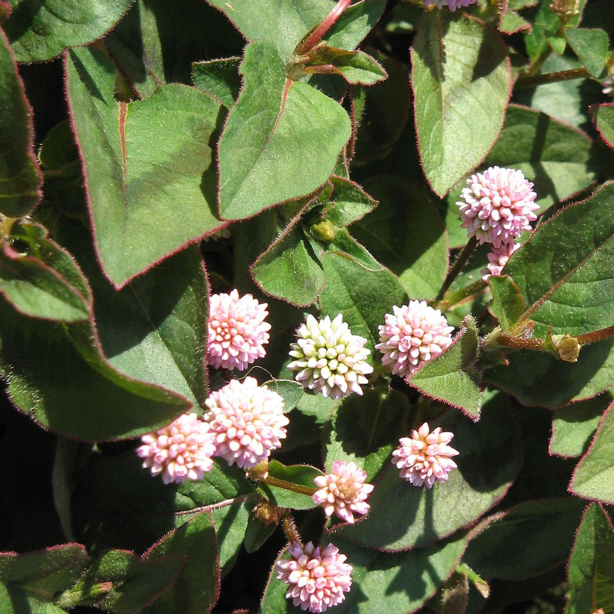 Polygonum Capitatum Flower seeds for Planting Low Maintenance Heirloom & GMO Free Seeds for Home Garden