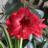 Maroon Amaryllis Flower seeds for Planting Drought Tolerant Heirloom & GMO Free Seeds for Home Garden