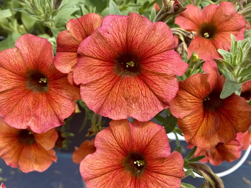 Brown Petunia Flower Seeds for Planting Heirloom NONGMO Seeds Easy to Grow Garden Blooms Compact Growth 
 
 Sale