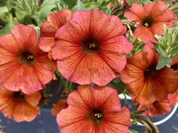 Brown Petunia Flower Seeds for Planting Heirloom NONGMO Seeds Easy to Grow Garden Blooms Compact Growth 
 
 Sale