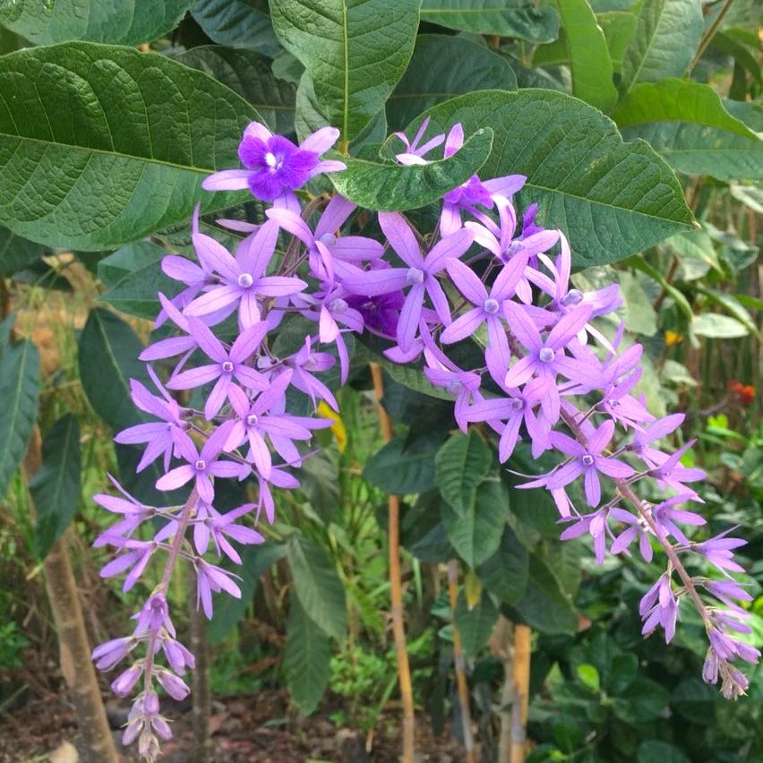 Purple Sandpaper Vine PETREA VOLUBILIS Flower seeds for Planting - Cottage Garden Essential, Heirloom & GMO Free Seeds for Home Garden