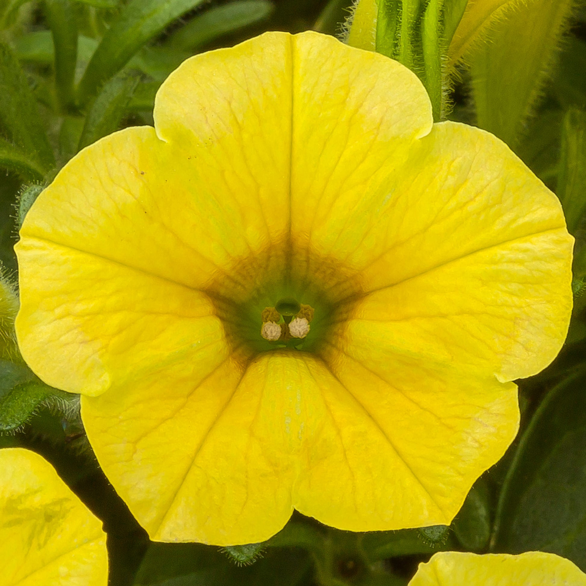 Deep Yellow Petunia Flower Seeds for Planting Heirloom NONGMO Easy to Grow Garden Seeds 
 
 Sale