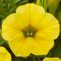 Deep Yellow Petunia Flower Seeds for Planting Heirloom NONGMO Easy to Grow Garden Seeds 
 
 Sale