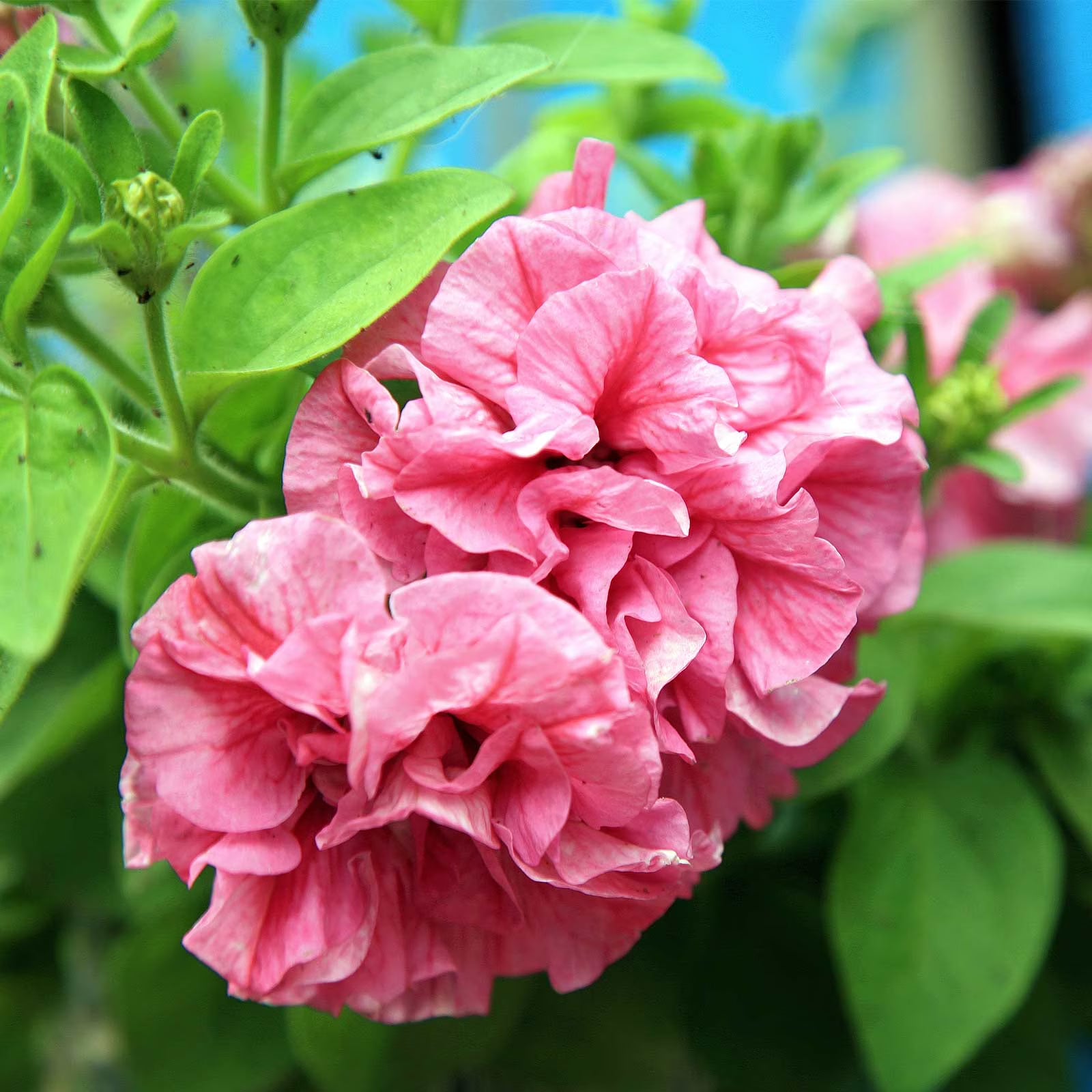 Double Pelleted Petunia Flower seeds for Planting Cottage Garden Essential Heirloom & GMO Free Seeds for Home Garden