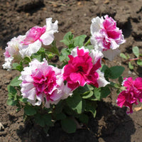 Multi-Flowered Double-Petal Petunia Seeds  Light Violet for Planting