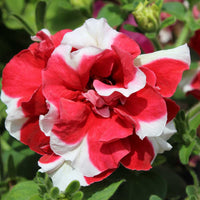 Multi-Flowered Double-Petal Petunia Seeds for Planting - Garden Blooms