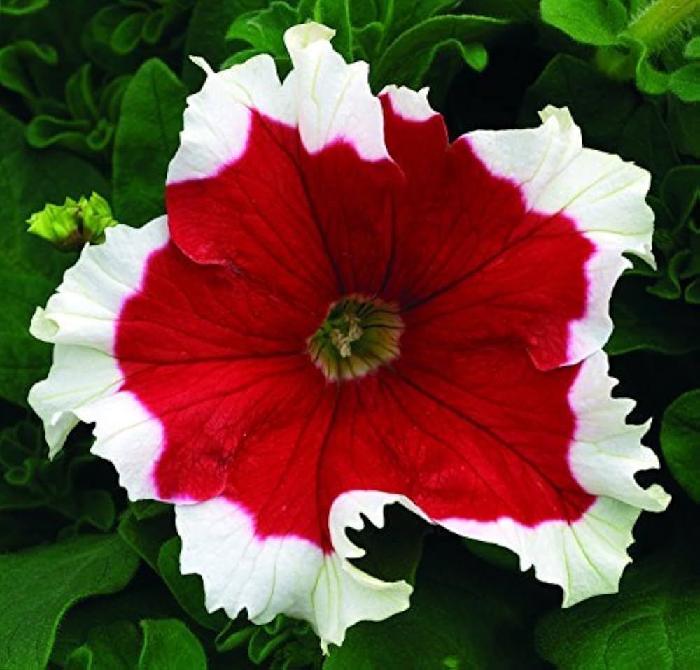 Non GMO Red White Petunia seeds