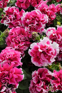 Multi-Flowered Double-Petal Petunia Seeds for Planting - Garden Blooms