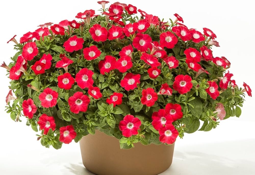 Red White Petunia flowering seeds for gardens