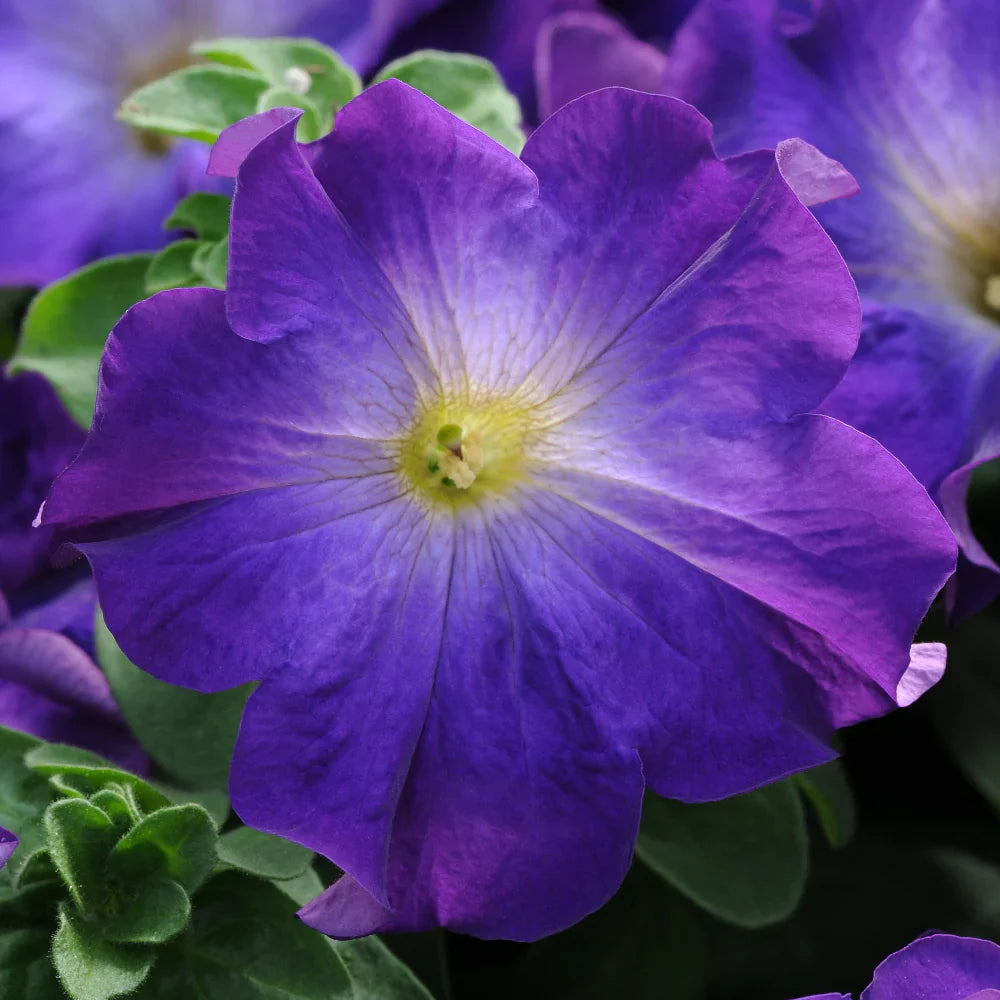 Blue Petunia seeds for planting