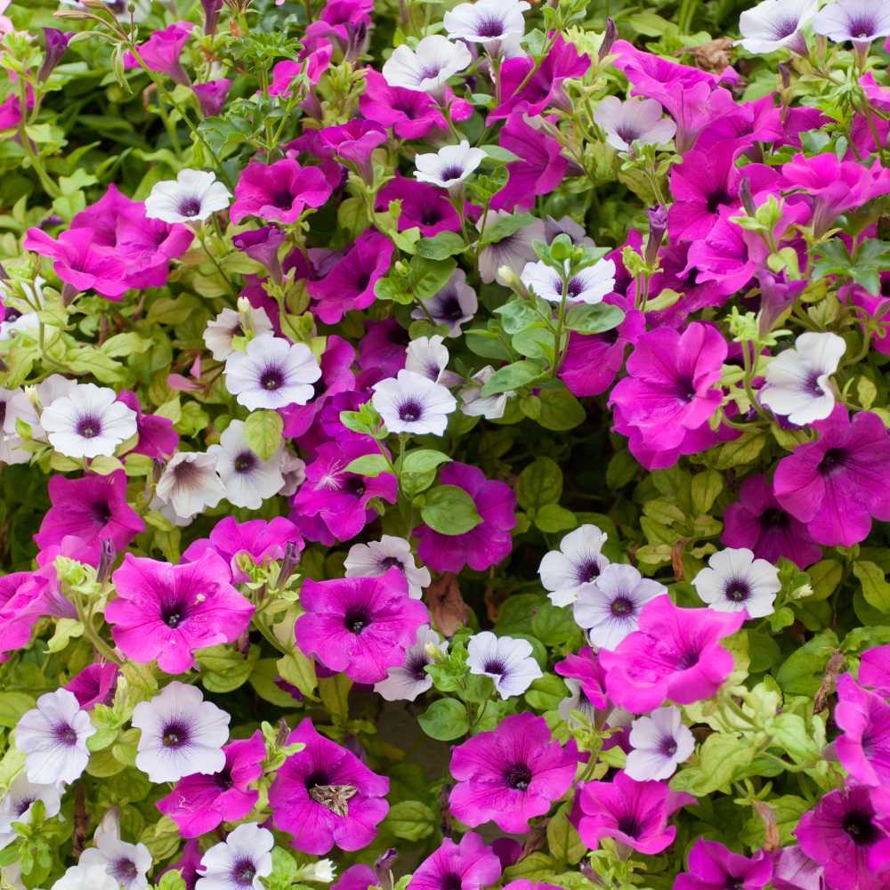 Mixed Petunia Mirage Seeds for Vibrant Spring Planting