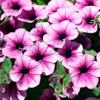 Pink & White Petunia Flower seeds for Planting Wildflower Mix Heirloom & GMO Free Seeds for Home Garden 
 
 Sale