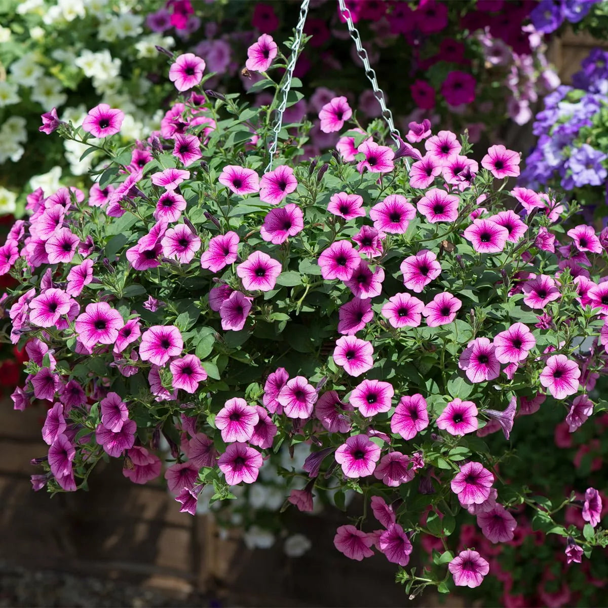 Pink Purple Hanging Petunia Seeds for Planting Heirloom NONGMO Flower Seeds for Beautiful Blooms Wildflower Mix 
 
 Sale