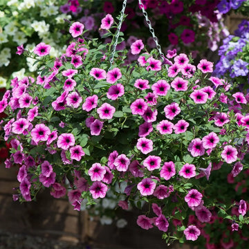 Pink Purple Hanging Petunia Seeds for Planting Heirloom NONGMO Flower Seeds for Beautiful Blooms Wildflower Mix 
 
 Sale