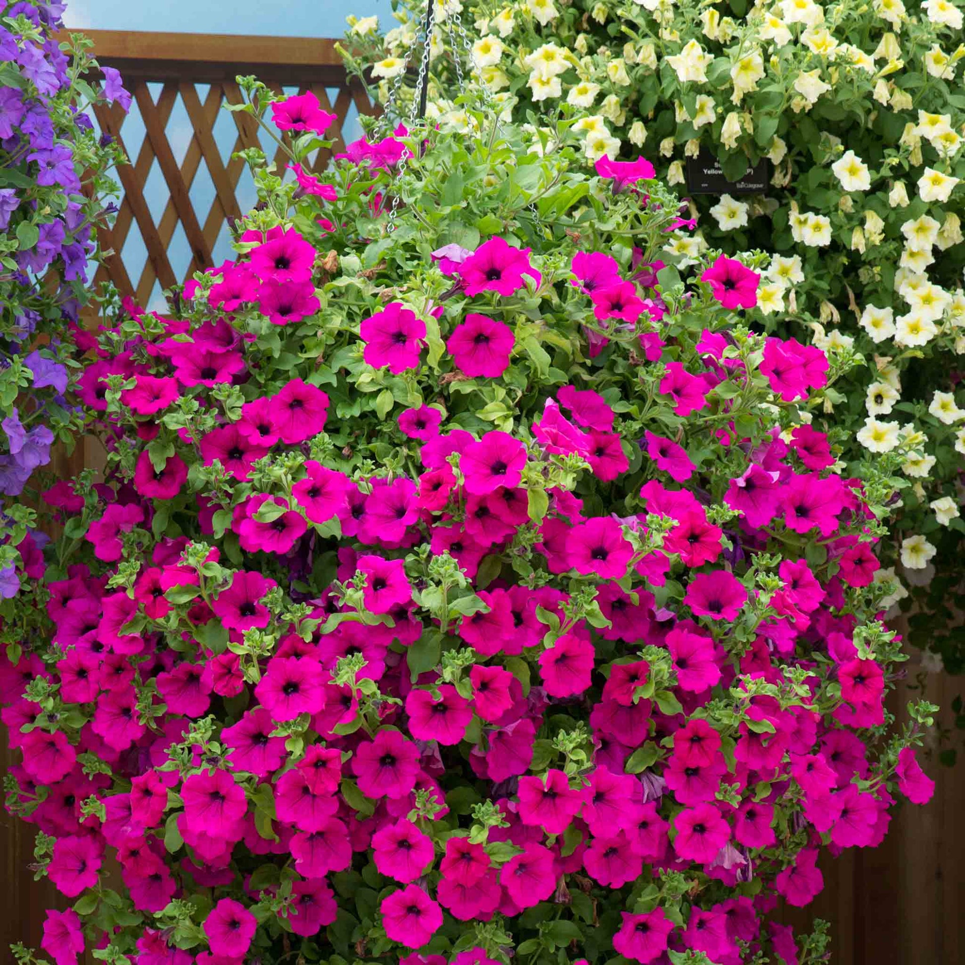Surfinia Flower seeds for Planting - Fragrant Blossoms, Heirloom & GMO Free Seeds for Home Garden