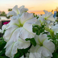 White Petunia flowering seeds for gardens