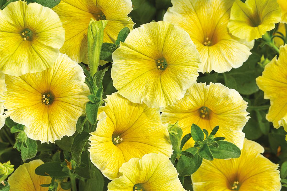 Sunrise Cascading Petunia Seeds Flower seeds for Planting Perfect for Borders Heirloom & GMO Free Seeds for Home Garden