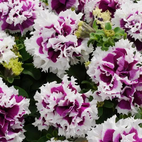 Violet Double Petunia Flower seeds for Planting Garden Favorite Heirloom & GMO Free Seeds for Home Garden 
 
 Sale