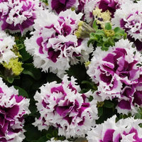 Violet Double Petunia Flower seeds for Planting Garden Favorite Heirloom & GMO Free Seeds for Home Garden 
 
 Sale
