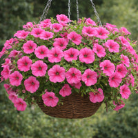 Pink Trailing Petunia Flower seeds for Planting - Hardy Variety, Heirloom & GMO Free Seeds for Home Garden