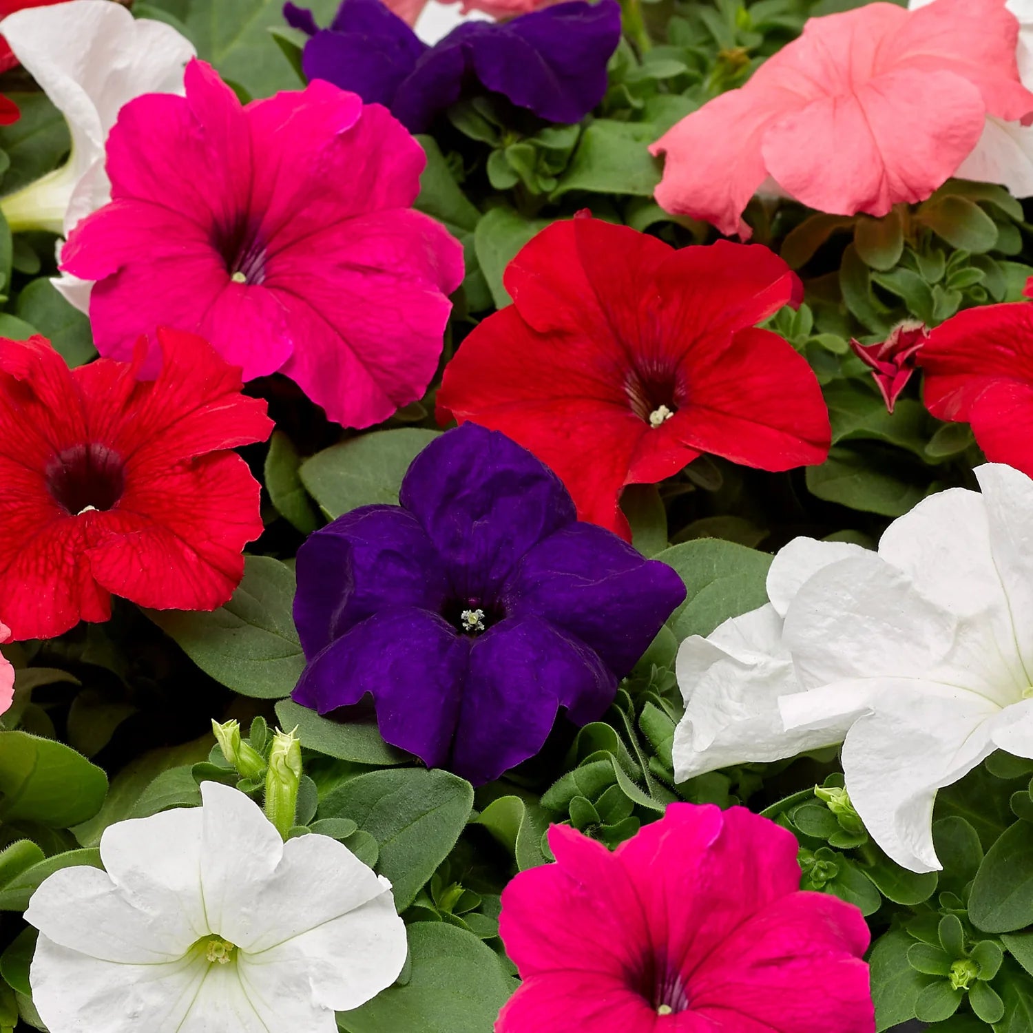 Mixed Pelleted Petunia Flower seeds for Planting Pollinator Friendly Heirloom & GMO Free Seeds for Home Garden 
 
 Sale