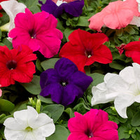 Mixed Pelleted Petunia Flower seeds for Planting Pollinator Friendly Heirloom & GMO Free Seeds for Home Garden 
 
 Sale