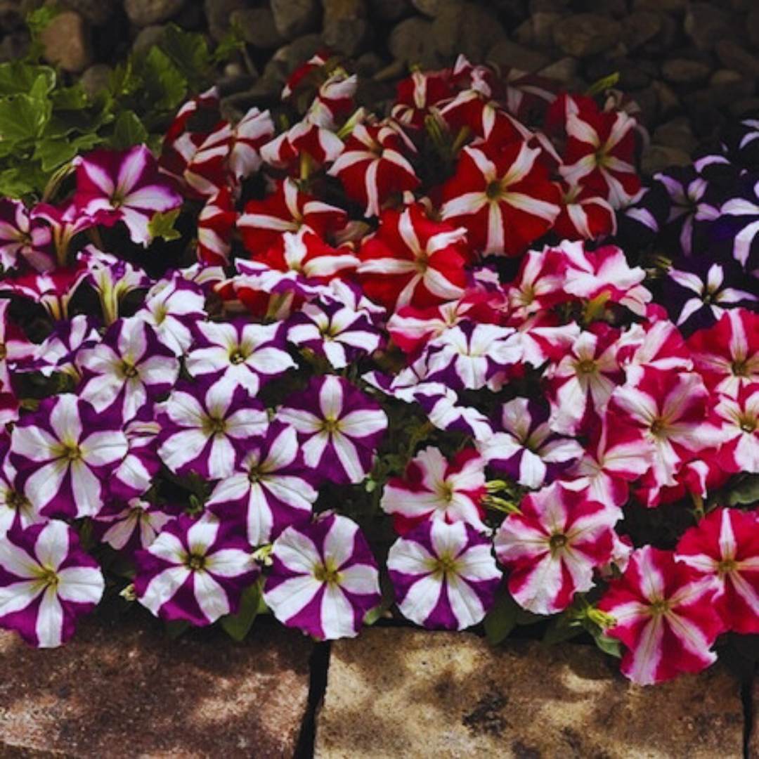 Mixed Pelleted Petunia Seeds for Planting