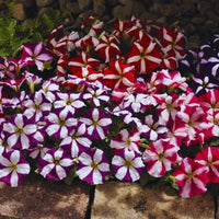 Mixed Pelleted Petunia Seeds for Planting