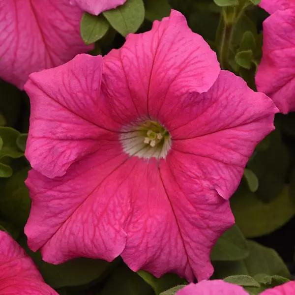 Pink & White Petunia Flower seeds for Planting Wildflower Mix Heirloom & GMO Free Seeds for Home Garden 
 
 Sale