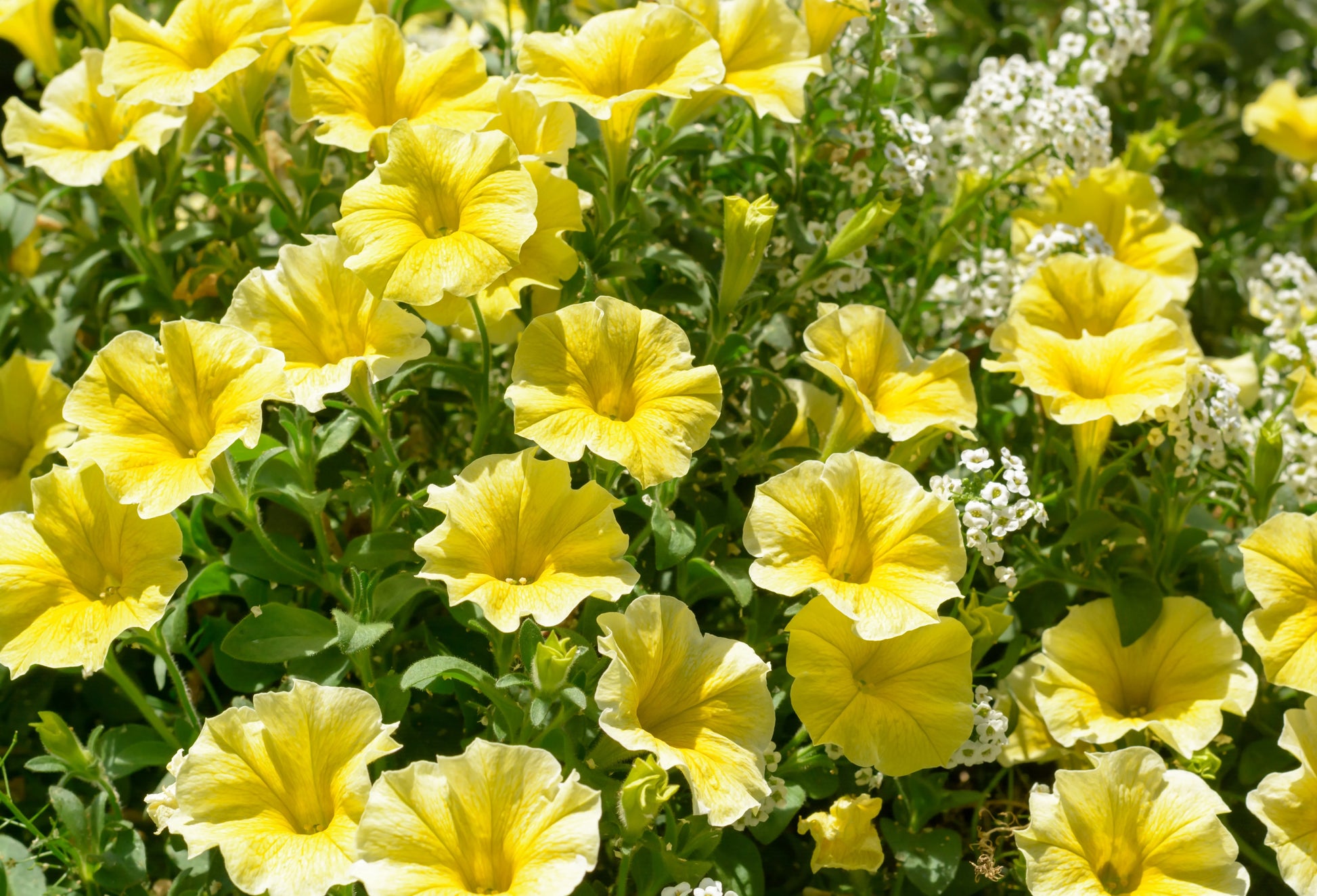 Light Yellow Petunia Seeds for Planting  Annual Blooms