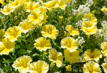 Light Yellow Petunia Seeds for Planting  Annual Blooms